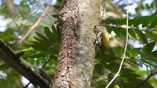 Speckled Piculet - ML518957461