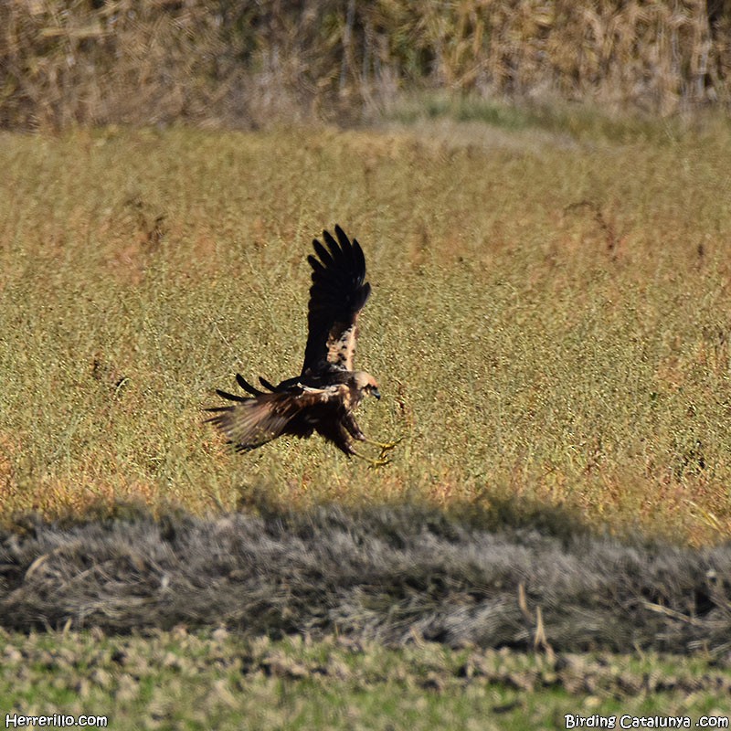 Western Marsh Harrier - ML518958251