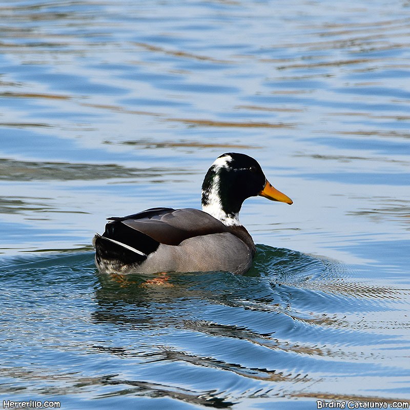 Canard colvert - ML518958451