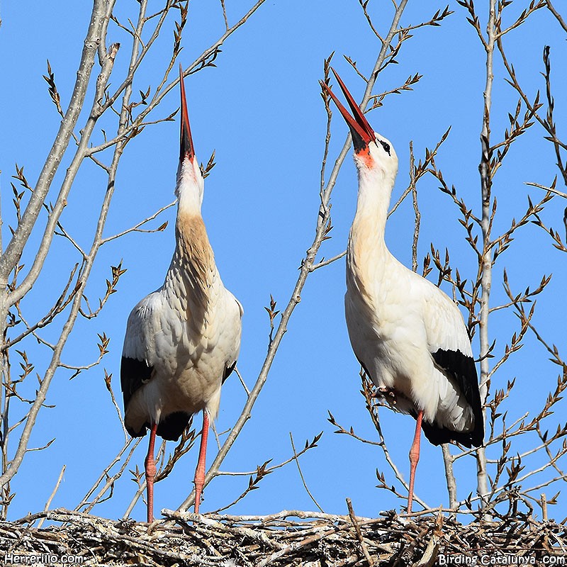 White Stork - ML518958521