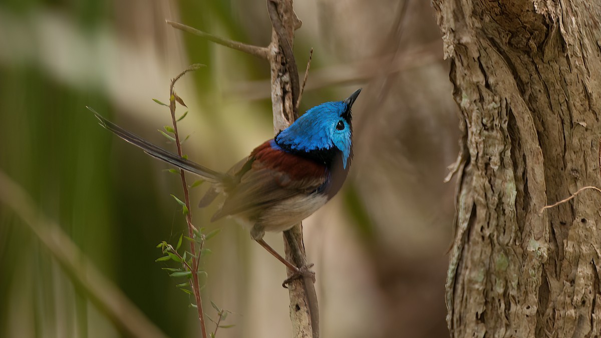 Variegated Fairywren - ML518958821