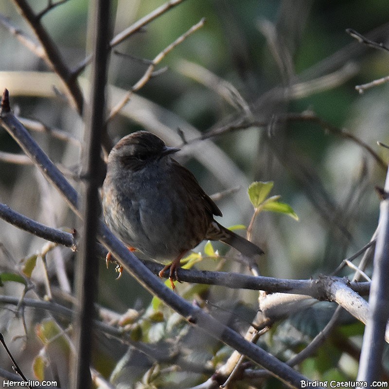 Dunnock - ML518959221