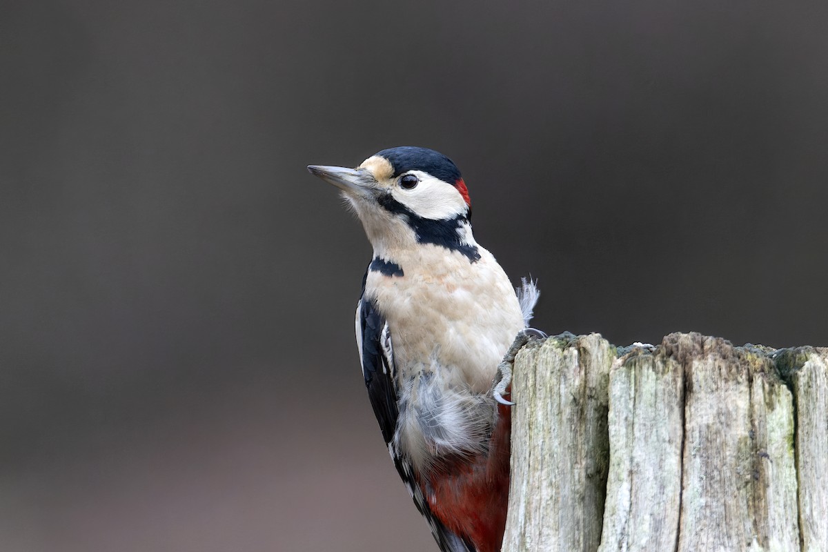 Great Spotted Woodpecker - Bob  Wood