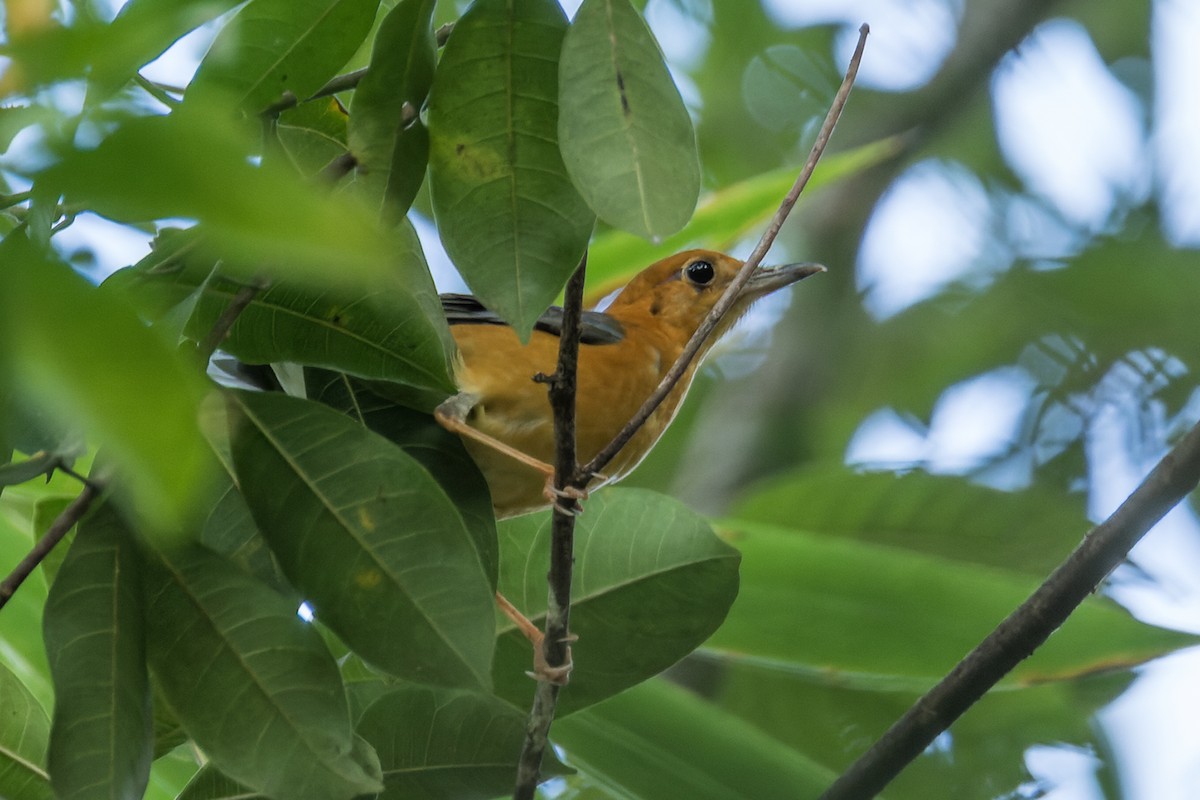 Orange-headed Thrush (Orange-headed) - ML518959651