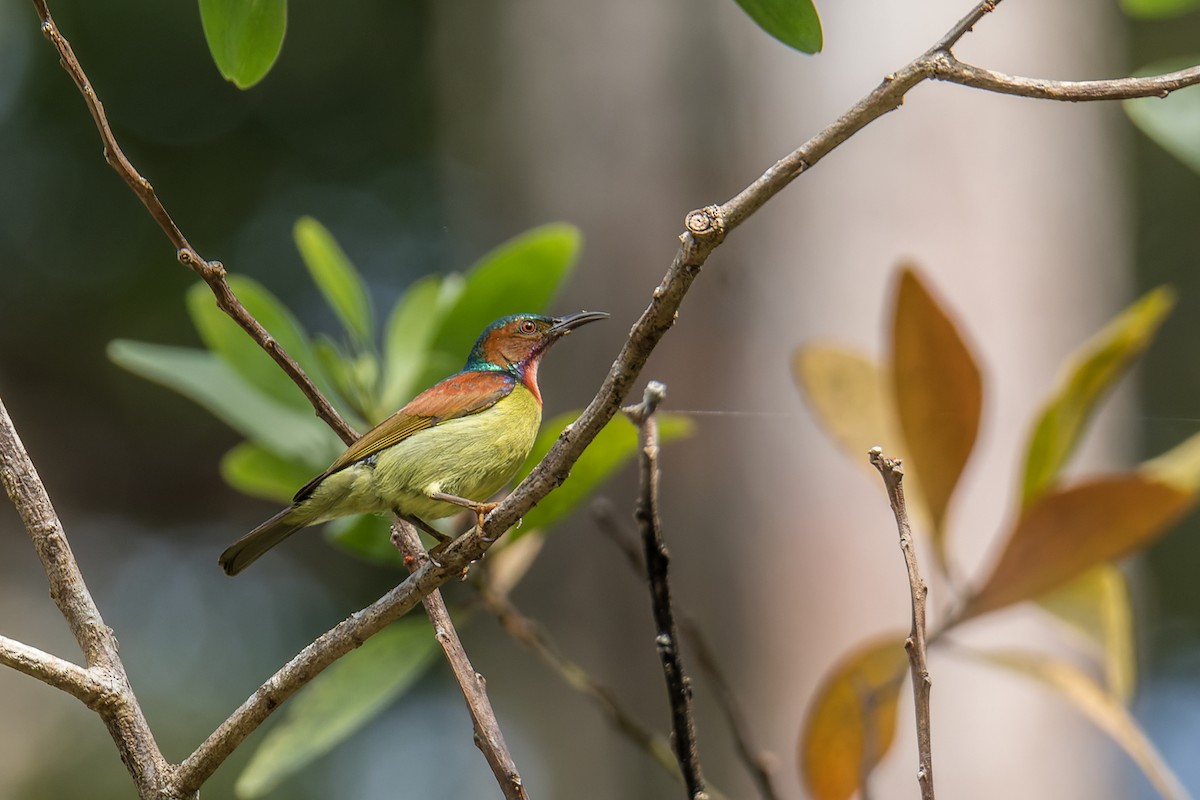 Red-throated Sunbird - ML518959741