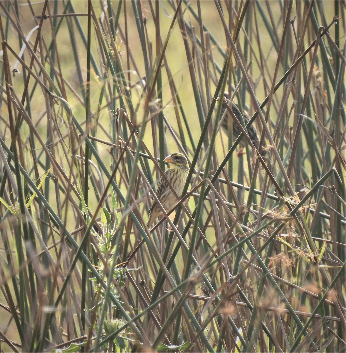 Streaked Weaver - ML518959881