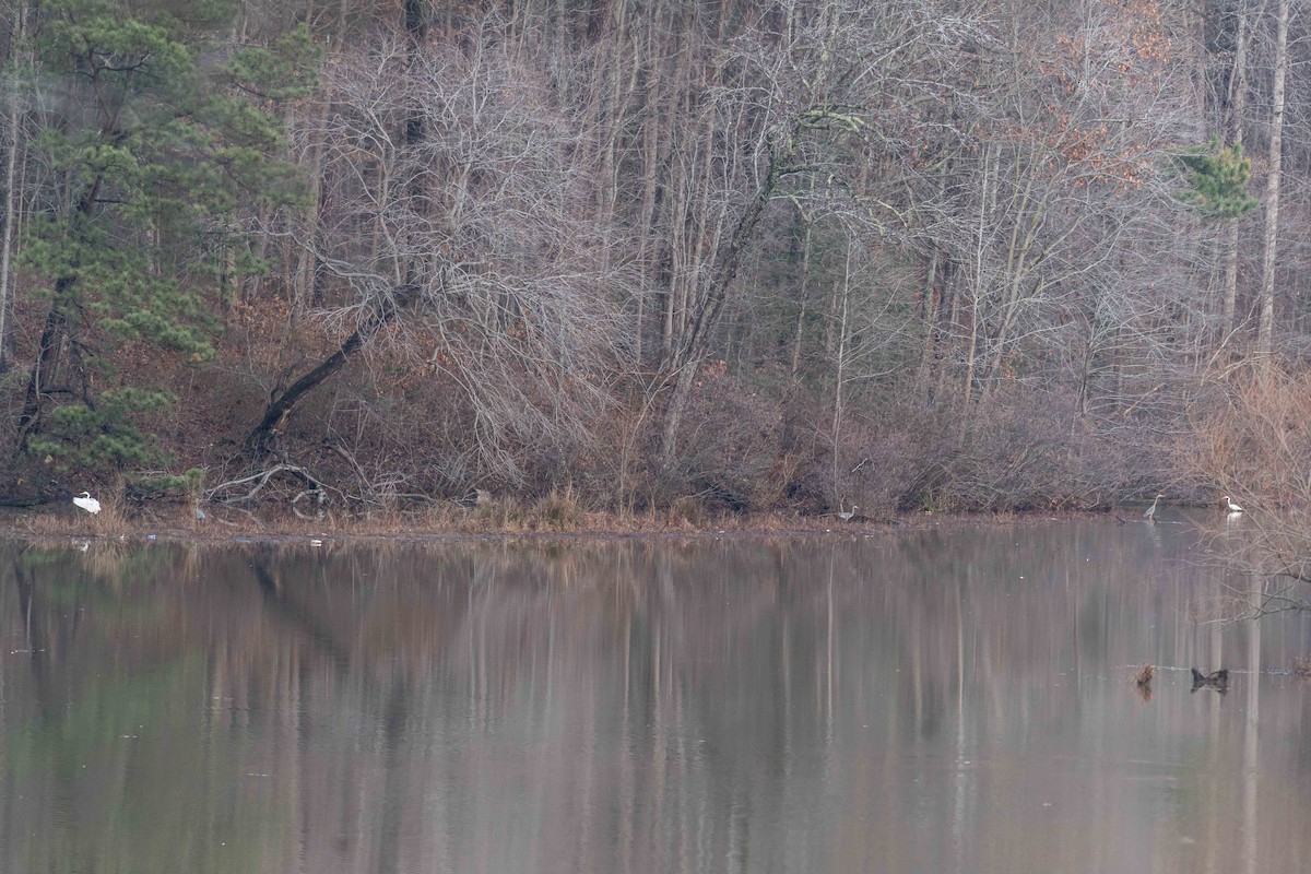 Great Egret - ML518960471