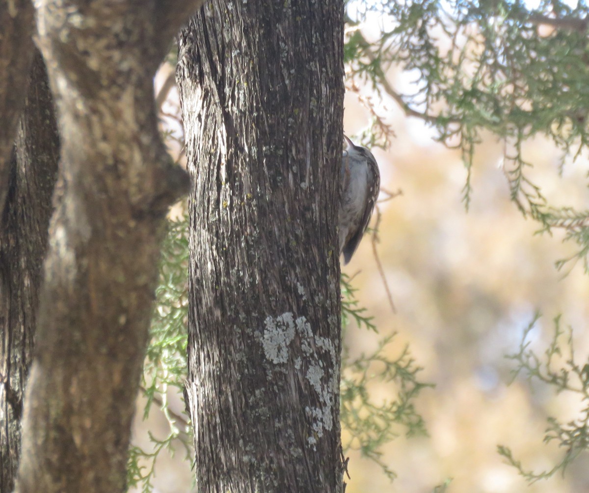 Brown Creeper - Mel Cooksey