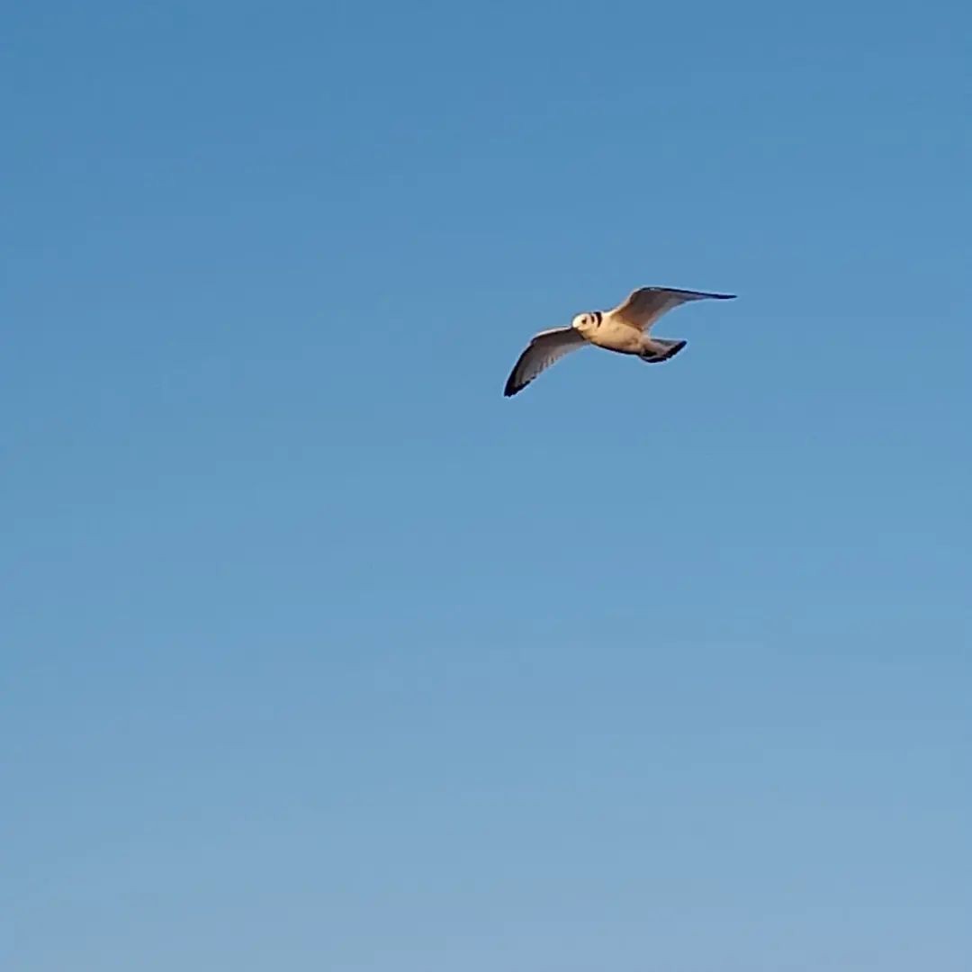 Black-legged Kittiwake - ML518961751