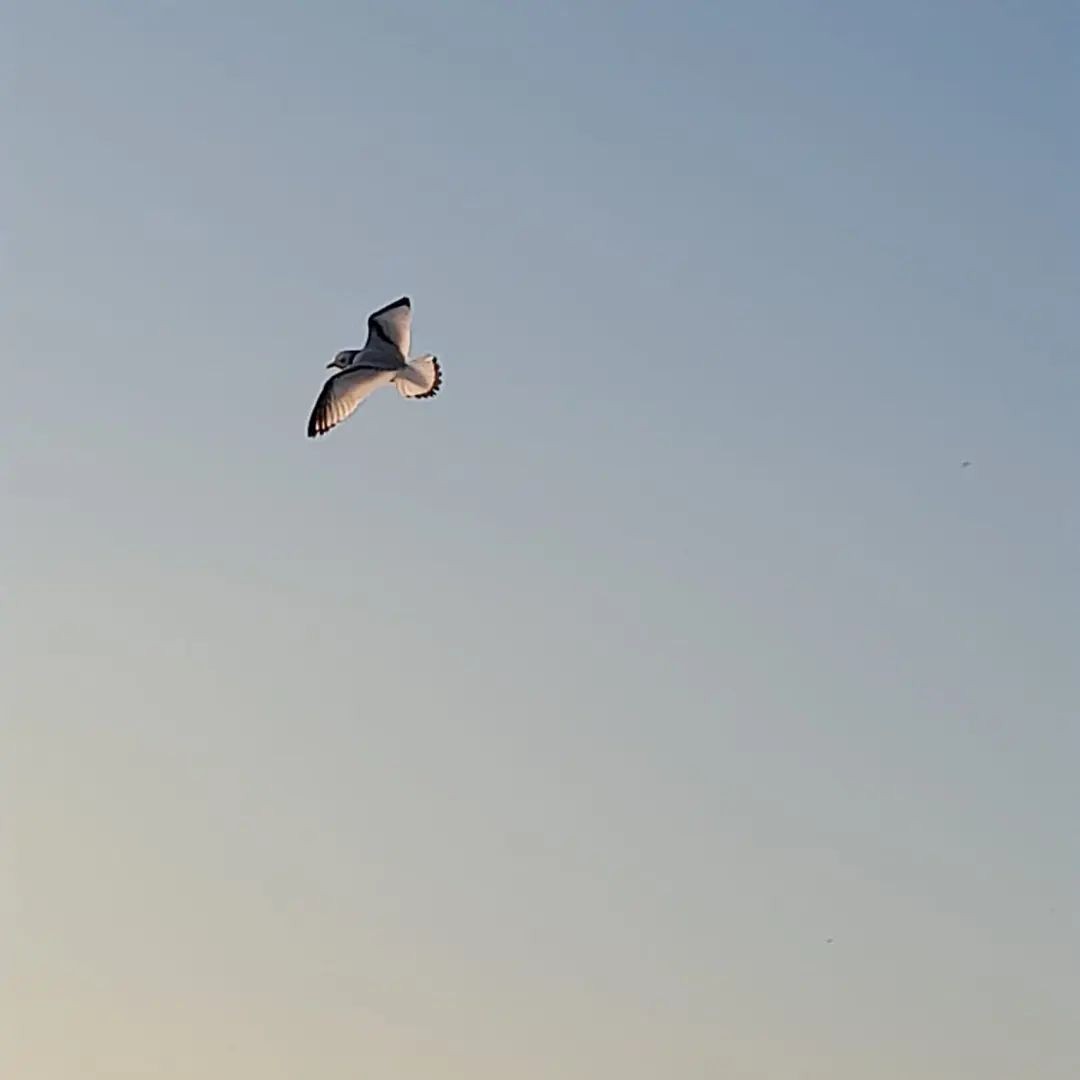 Black-legged Kittiwake - ML518961761