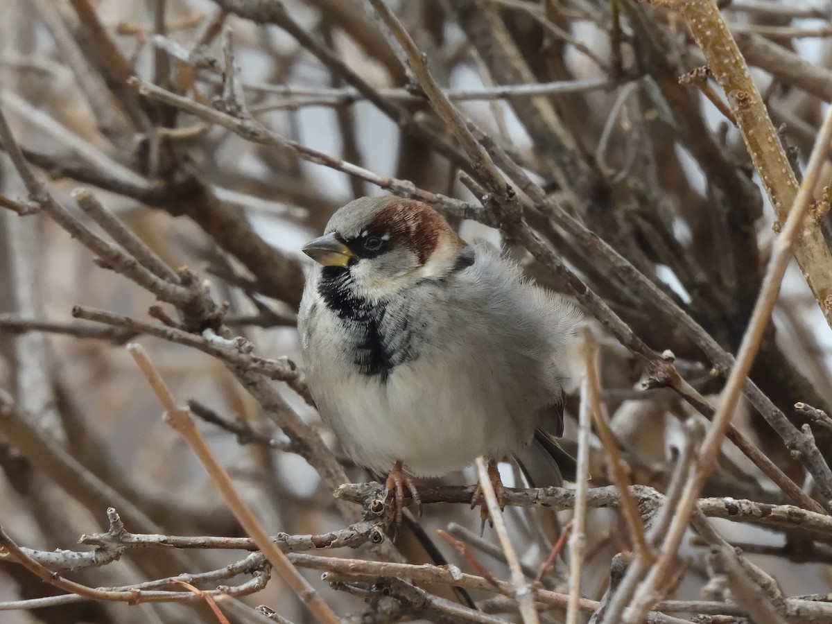 House Sparrow - ML518962491