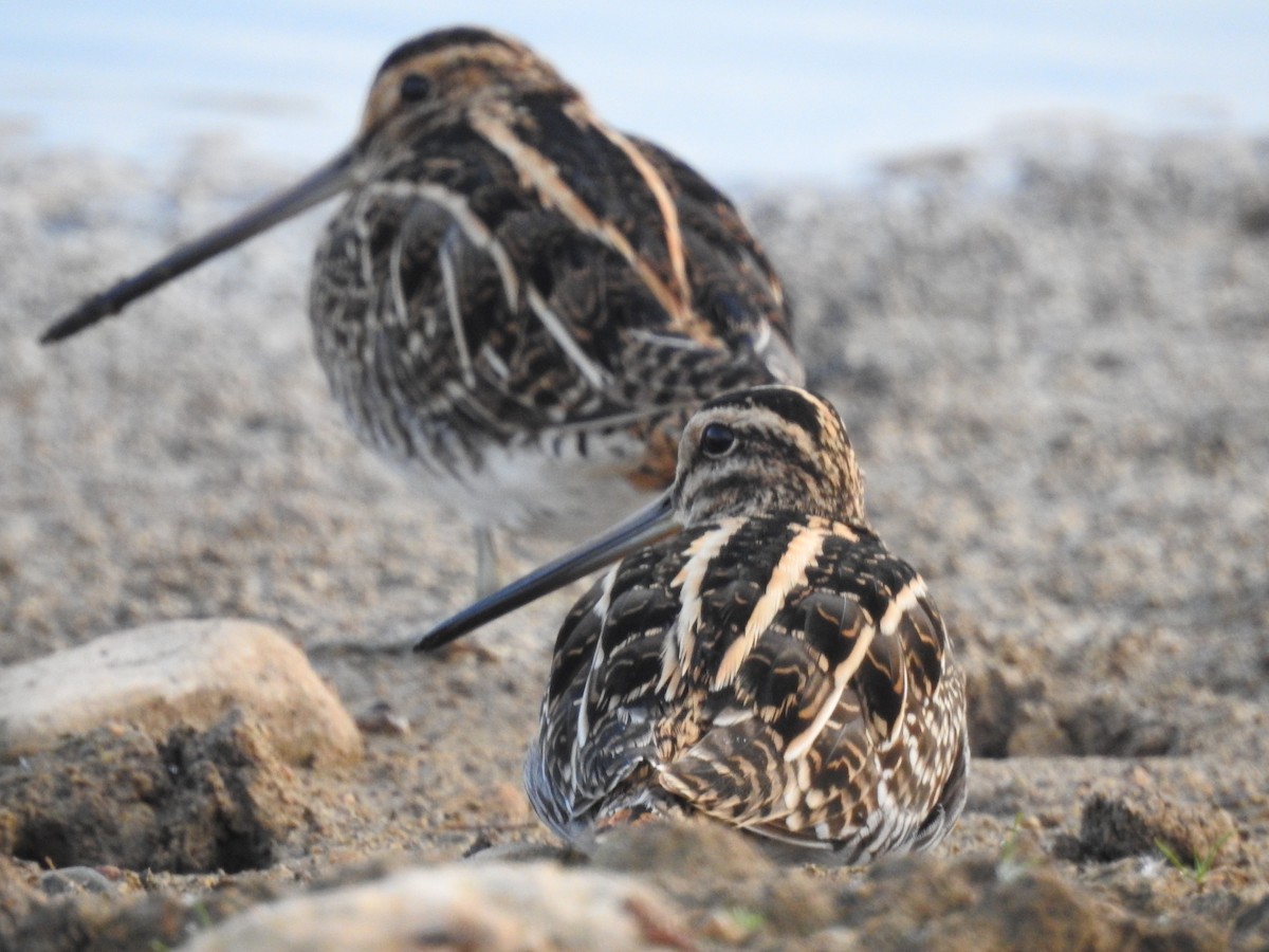 Common Snipe - Diego  Uche Rodriguez