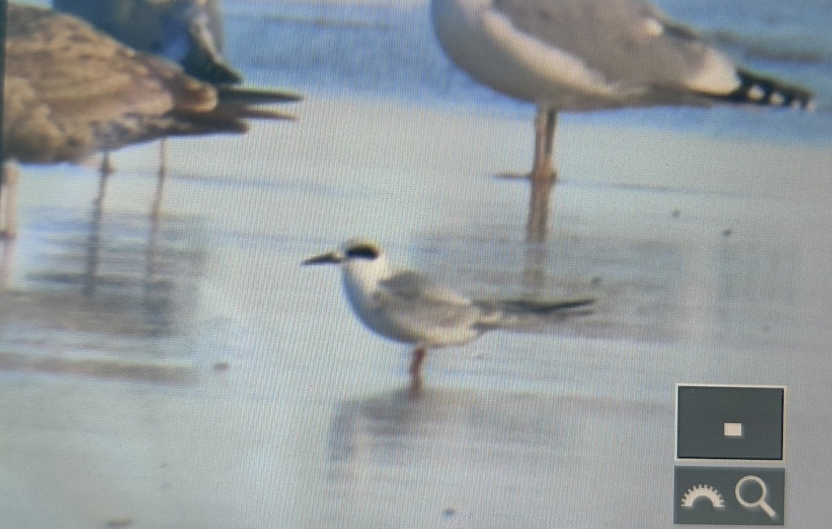 Forster's Tern - ML518963321