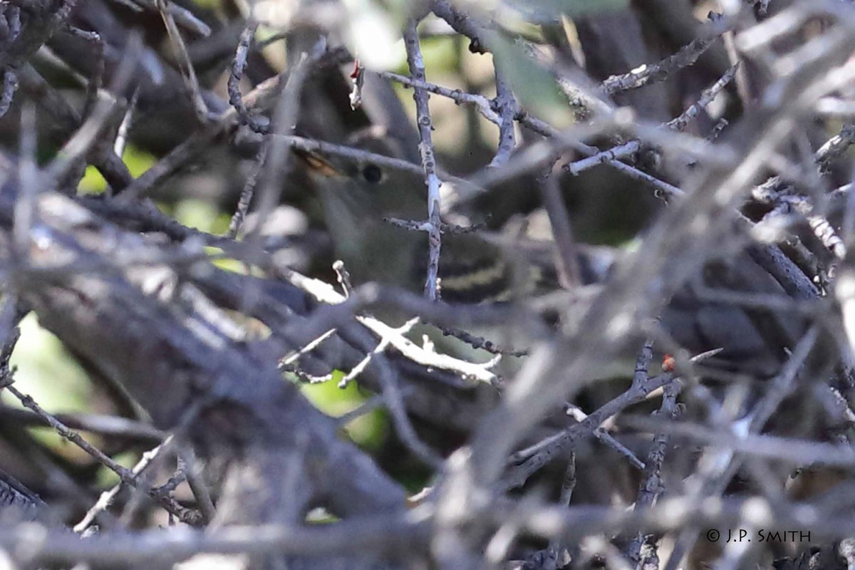 Western Wood-Pewee - J Smith