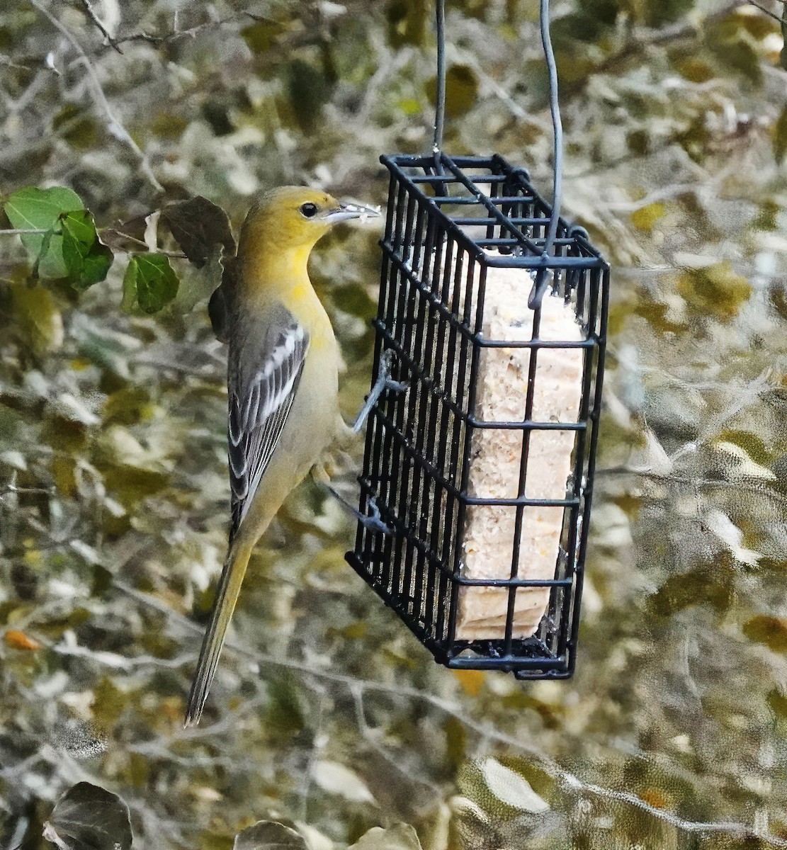 Hooded Oriole - ML518965311