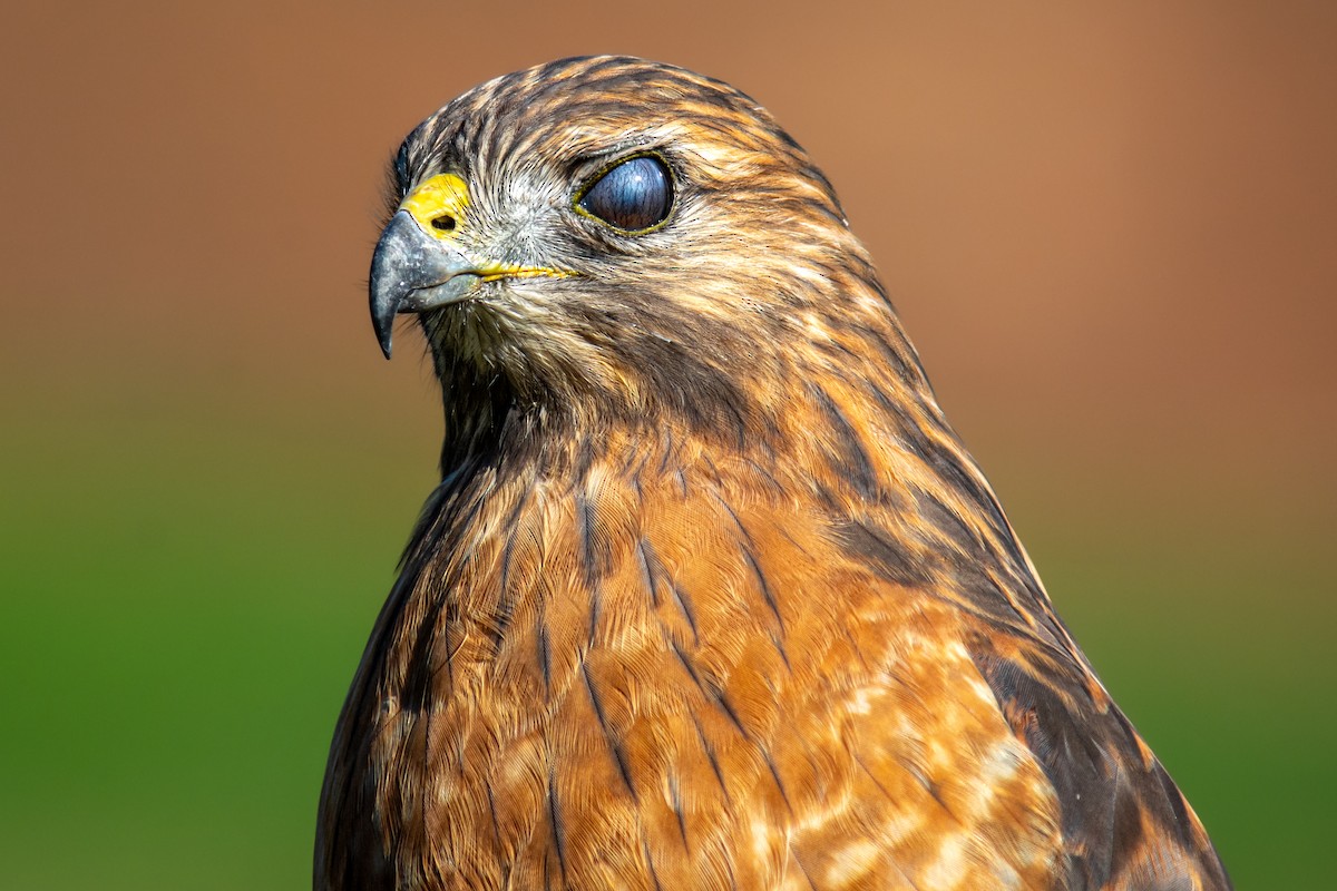 Rotschulterbussard - ML518968451