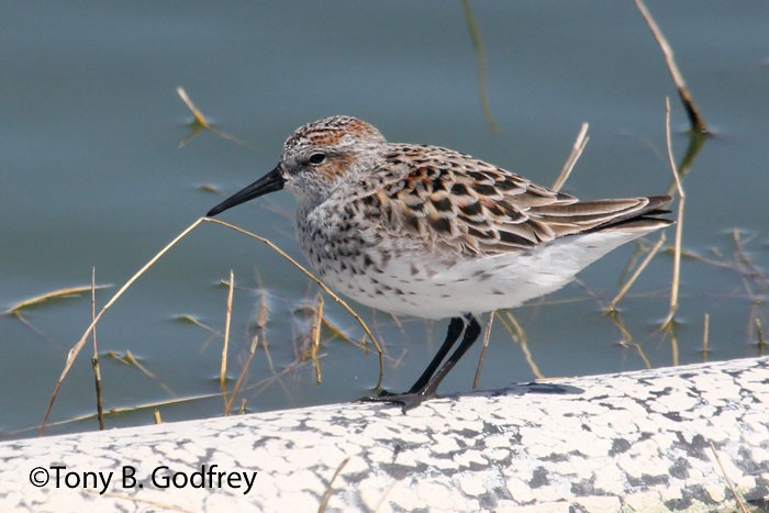 Western Sandpiper - Tony Godfrey