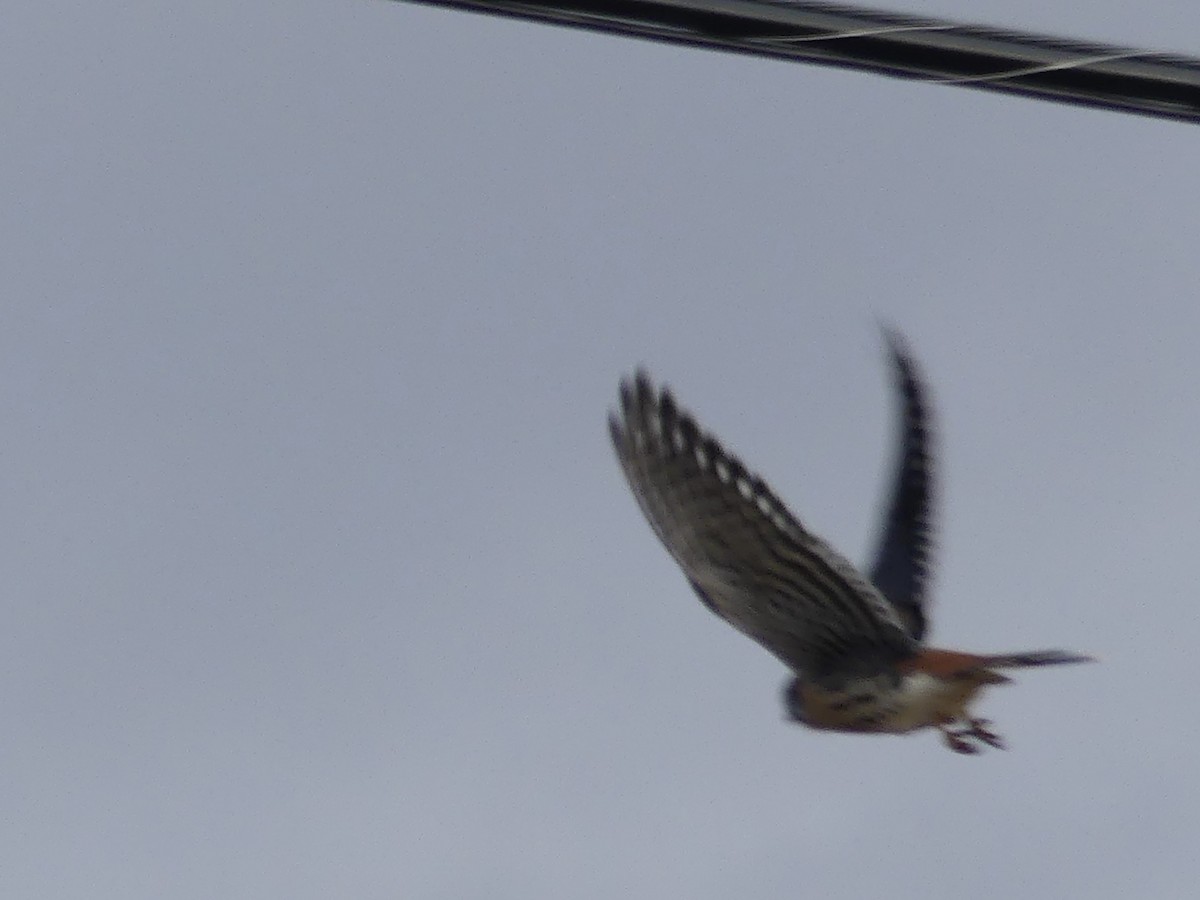 American Kestrel - ML518969201