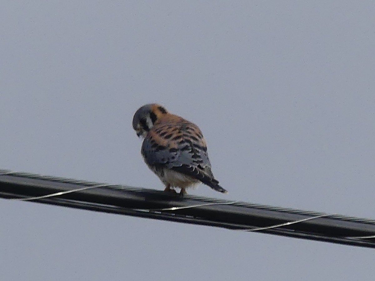 American Kestrel - ML518969211