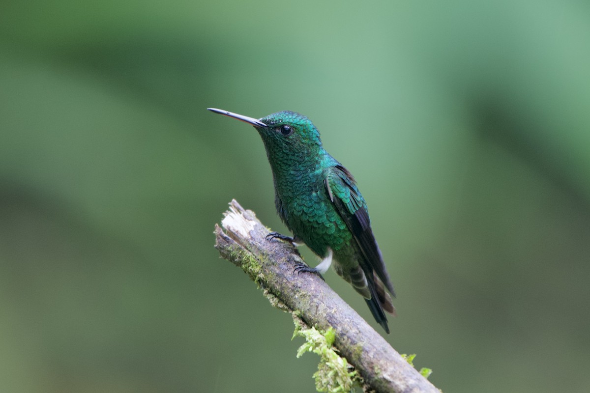 Steely-vented Hummingbird - ML518970421