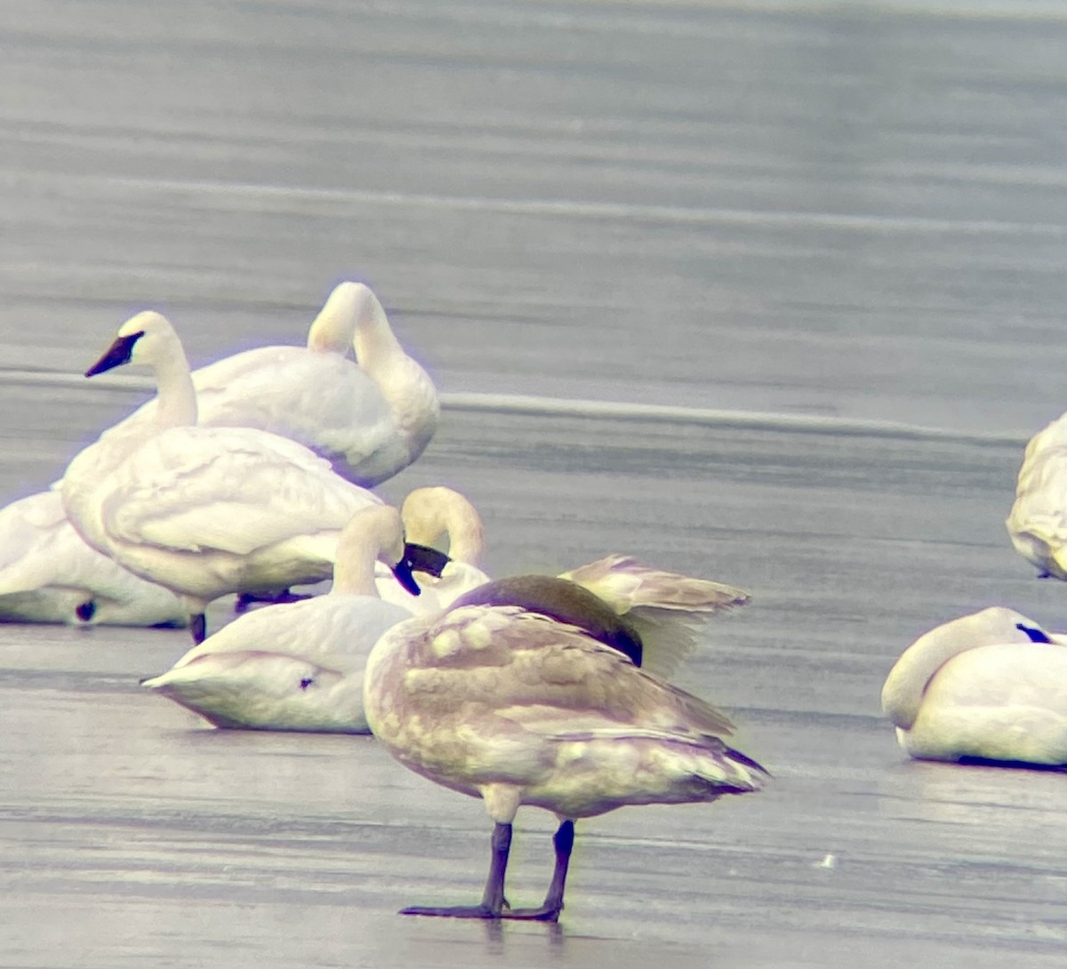 Trumpeter Swan - ML518970821