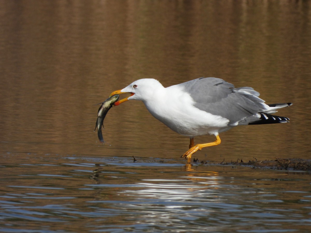 Yellow-legged Gull - Miguel Hernández Santana