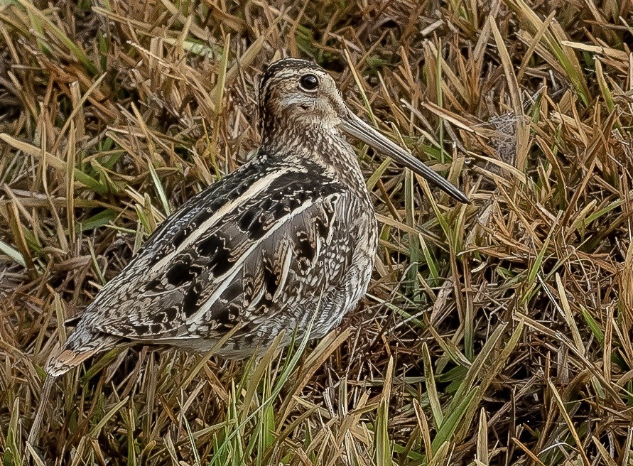 Wilson's Snipe - ML518971861