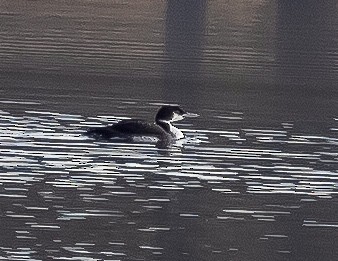 Common Loon - ML518971971