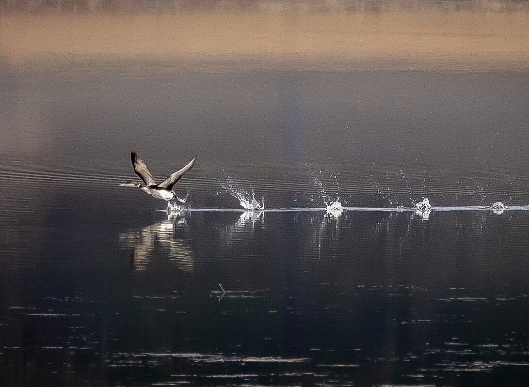 Common Loon - ML518971981