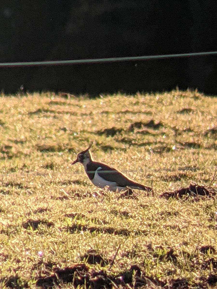 Northern Lapwing - Bruce Cole