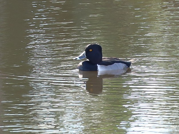 Ring-necked Duck - ML518972991