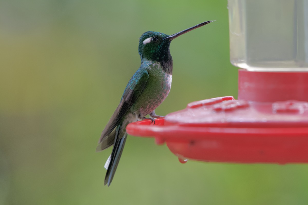 Purple-bibbed Whitetip - ML518973091