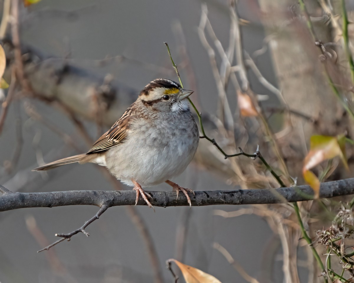 White-throated Sparrow - ML518974821