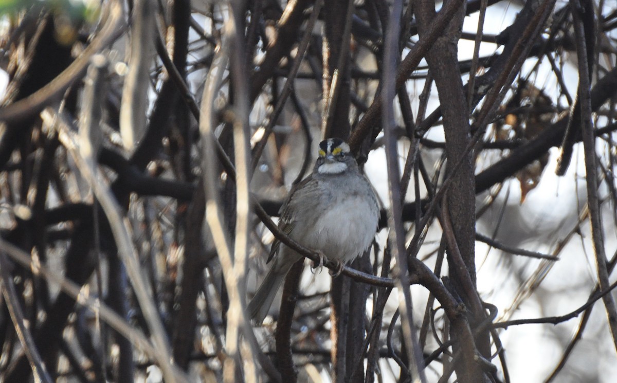 White-throated Sparrow - ML518975691