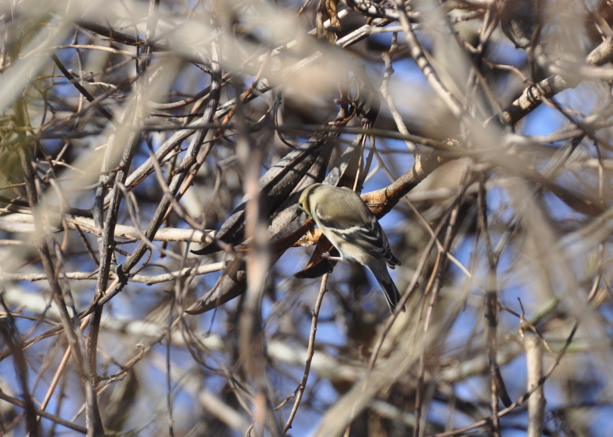 American Goldfinch - Christine Miller