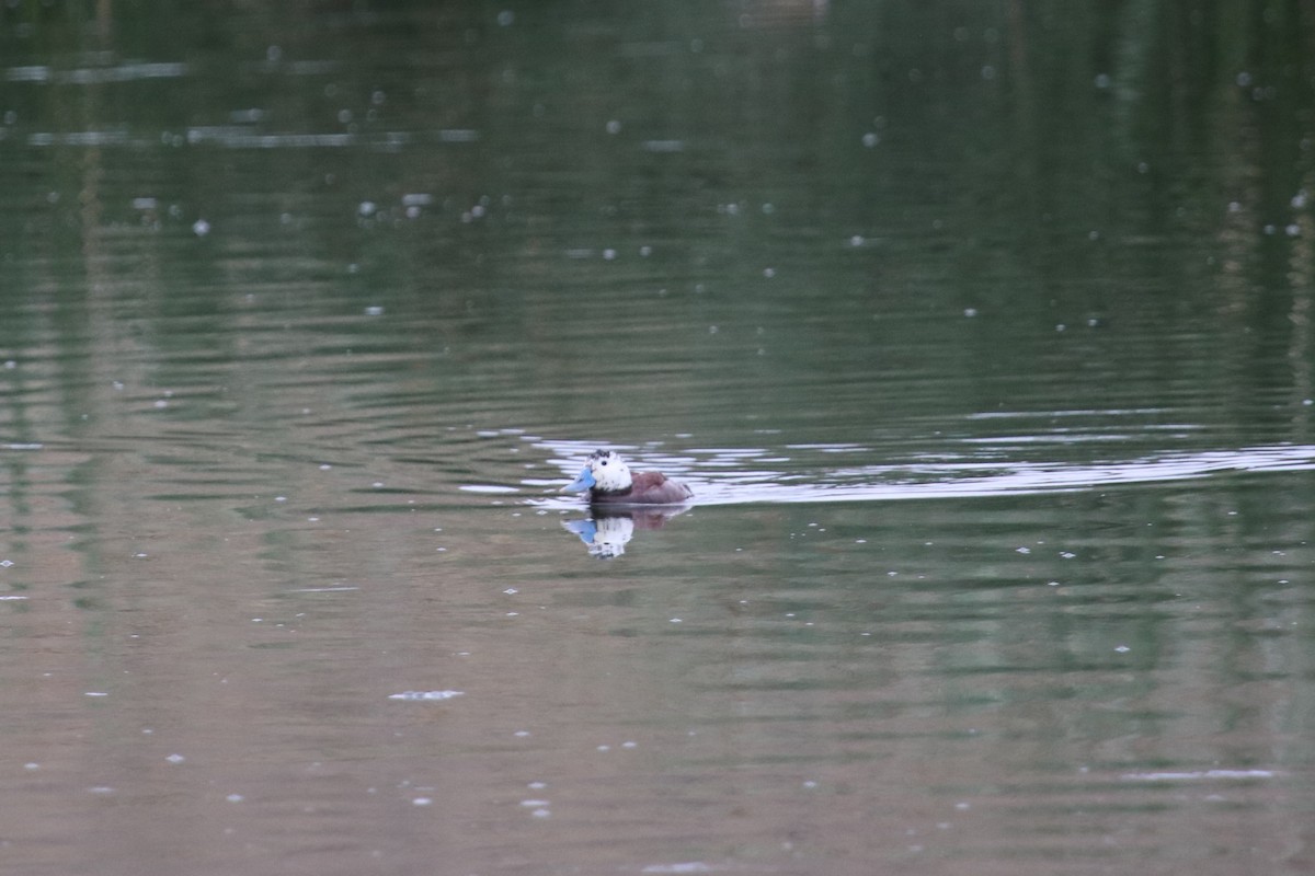 Andean/Lake Duck - ML518979051