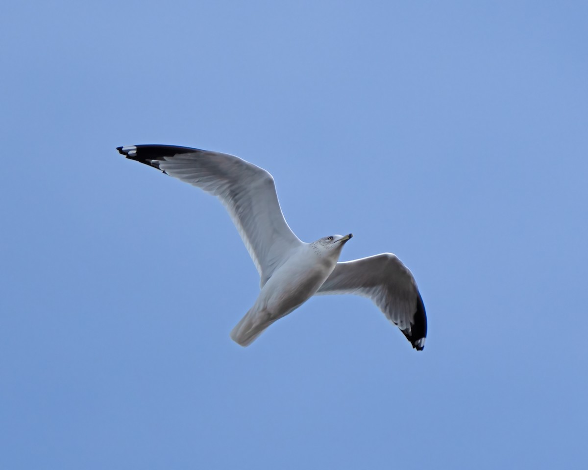 Ring-billed Gull - ML518979171