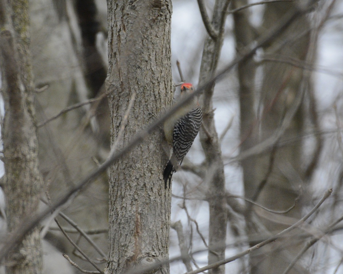 Red-bellied Woodpecker - ML518979201