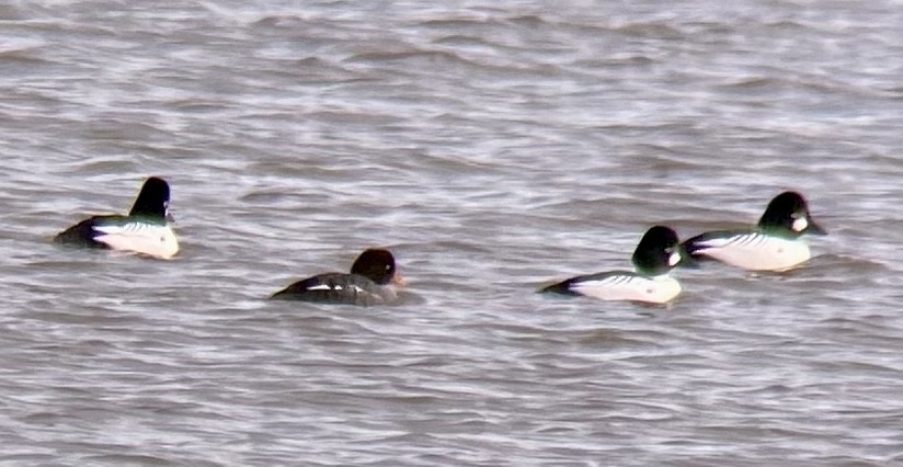 Barrow's Goldeneye - Jessica Prockup