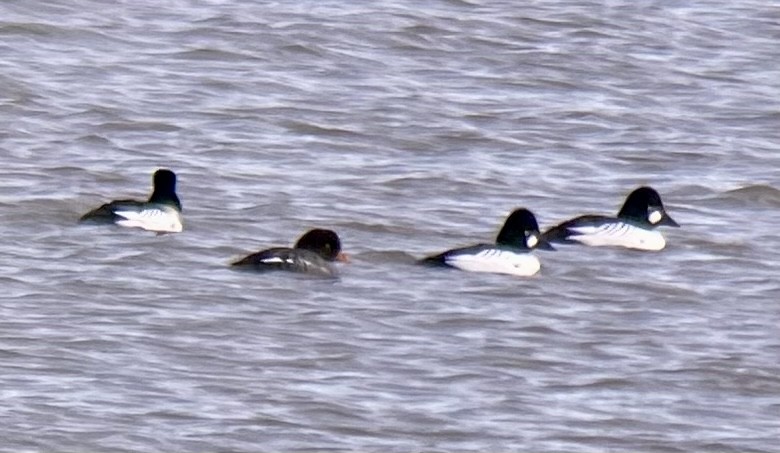 Barrow's Goldeneye - Jessica Prockup