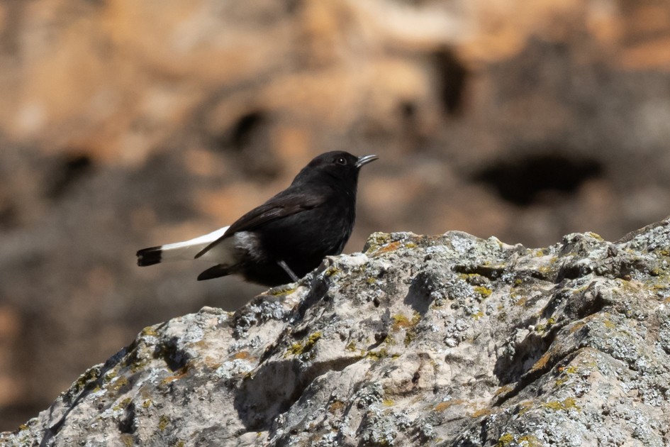 סלעית שחורה - ML518980641