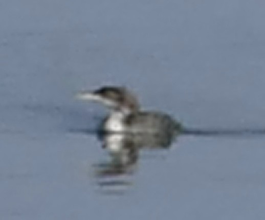 Common Loon - ML518980811