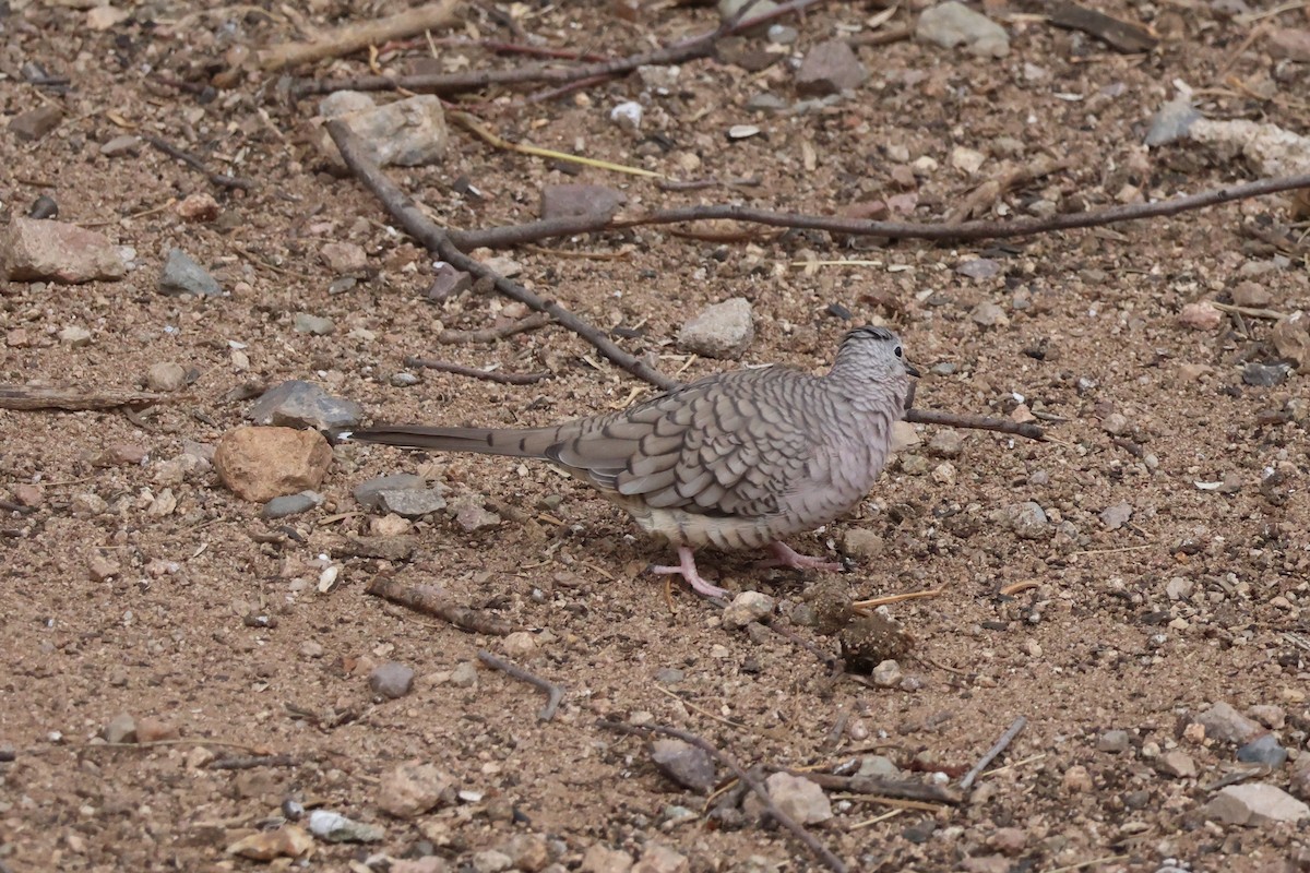 Inca Dove - ML518981891