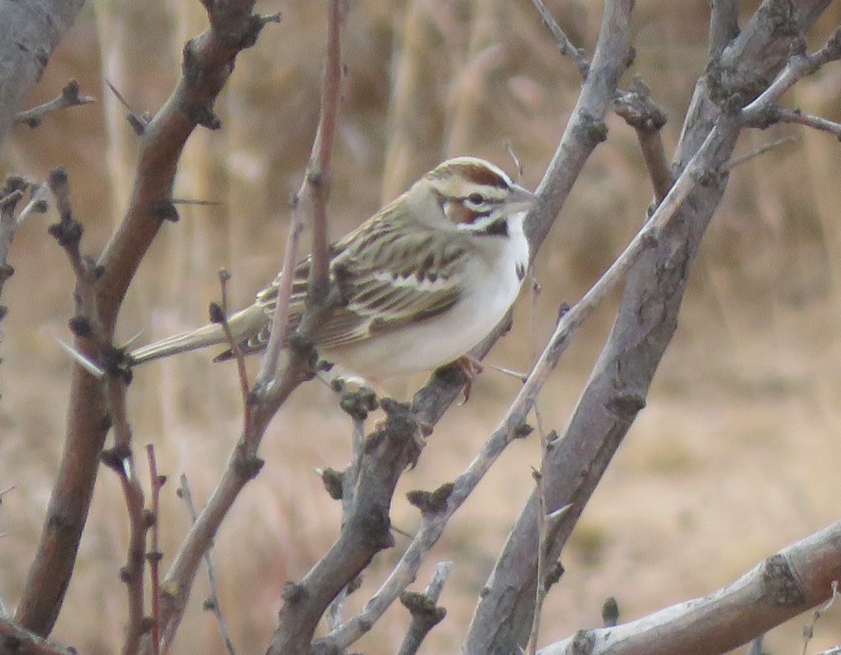 Lark Sparrow - ML518982061