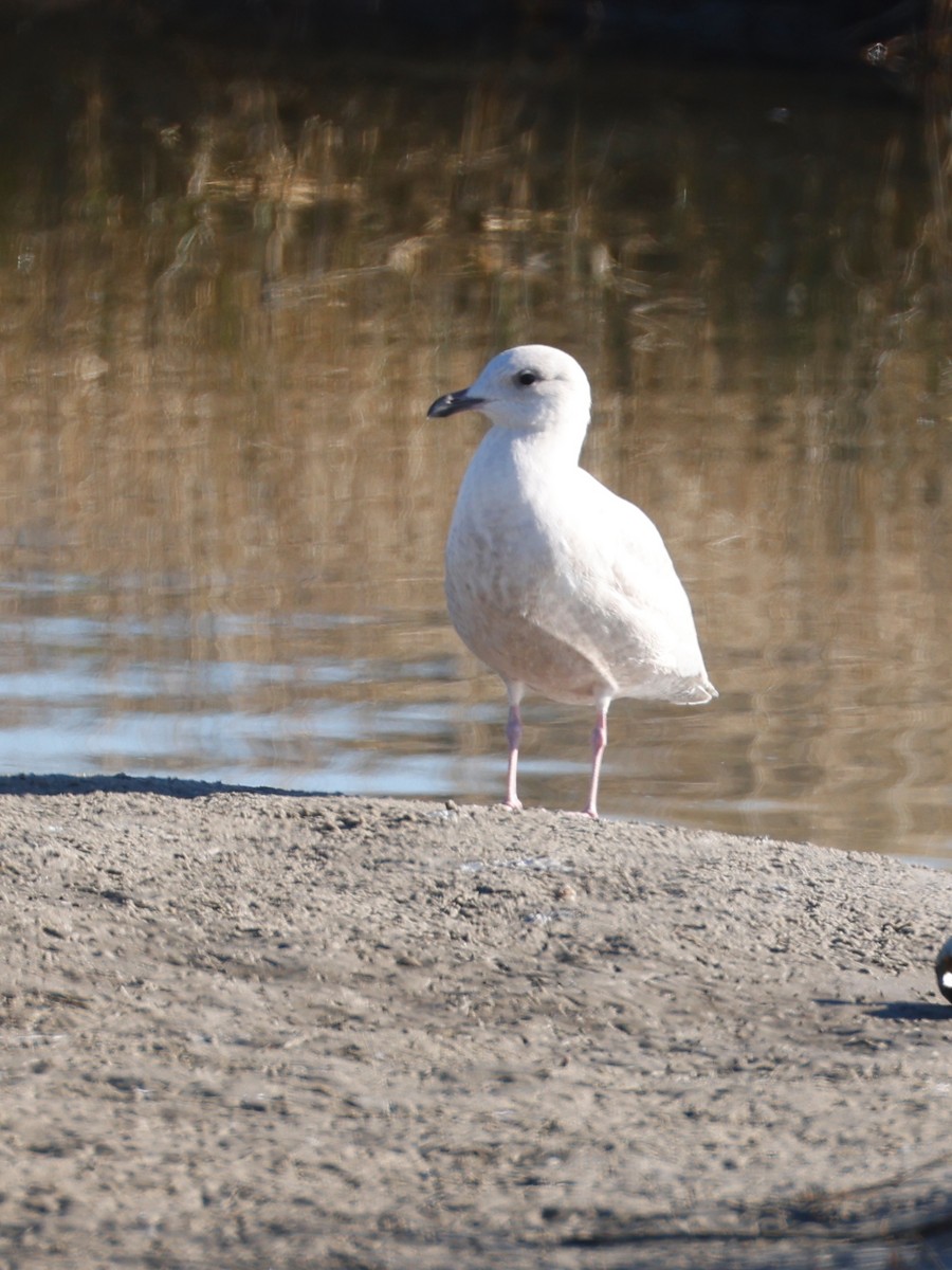 Iceland Gull - ML518982571