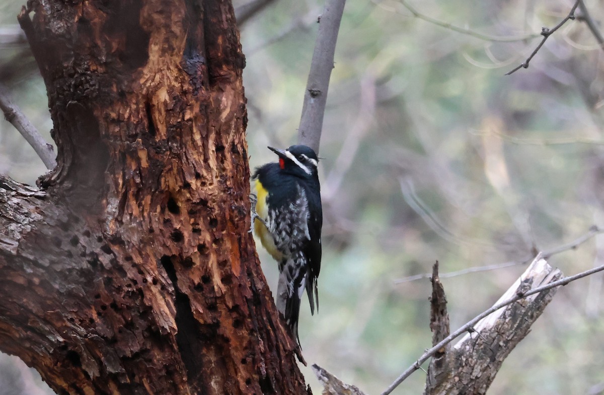 Williamson's Sapsucker - ML518982641