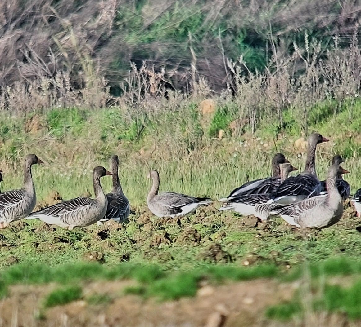 Greater White-fronted Goose - ML518983031