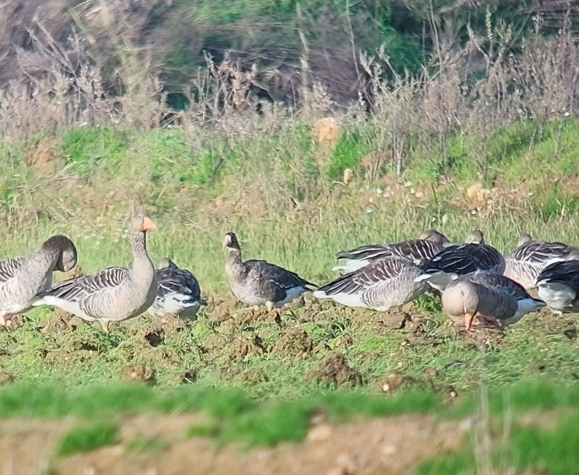 Greater White-fronted Goose - ML518983041