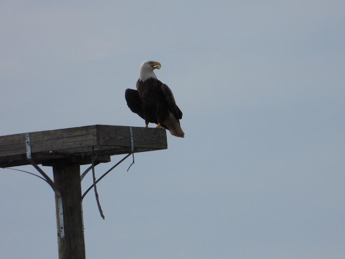 Bald Eagle - ML518983771