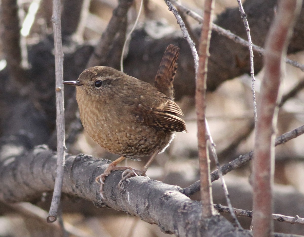 Pacific Wren - ML518983981